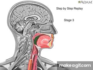 swallow clips|How Swallowing Works Animation Video